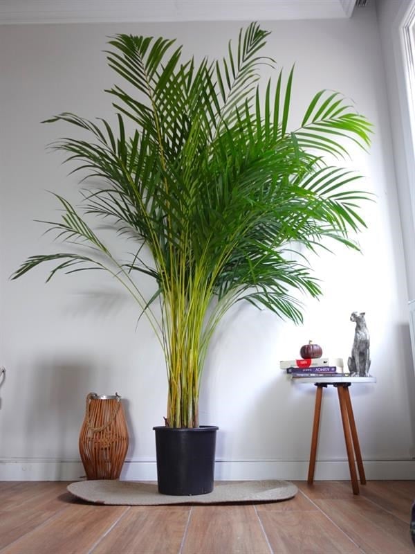 Areka Palmiyesi XXL (Dypsis Lutescens) – 180 - 200 cm Ekstra Dolgun Form