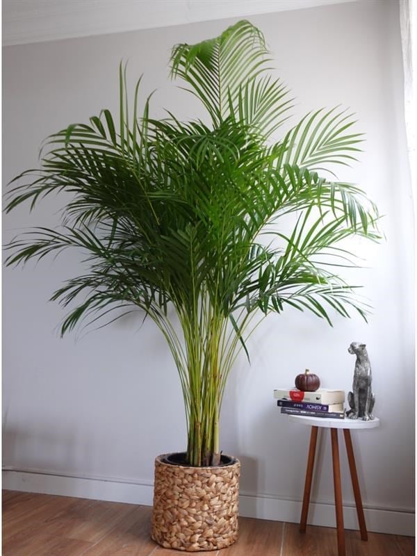 Areka Palmiyesi XXL (Dypsis Lutescens) – 180 - 200 cm Ekstra Dolgun Form