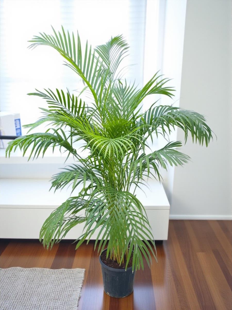 Areka Salon Palmiyesi 180 cm XL ( Areca Dypsis Lutescens )
