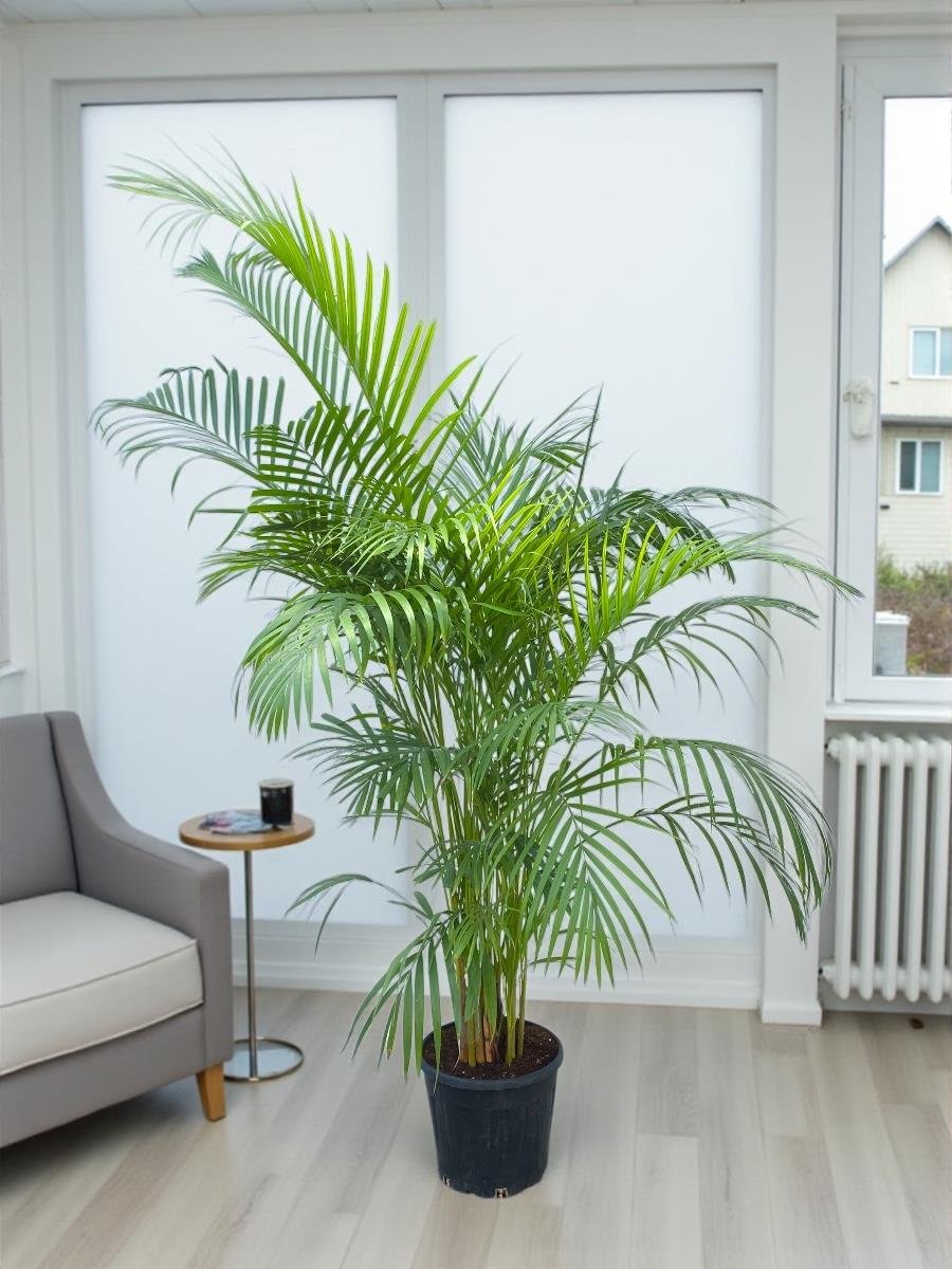 Areka Salon Palmiyesi 180 cm XL ( Areca Dypsis Lutescens )
