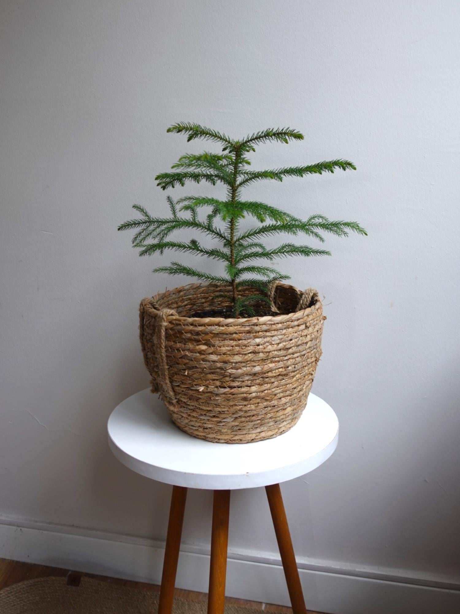 Arokarya Salon Çamı 40-50 Cm (Araucaria Heterophylla) Masa Boy