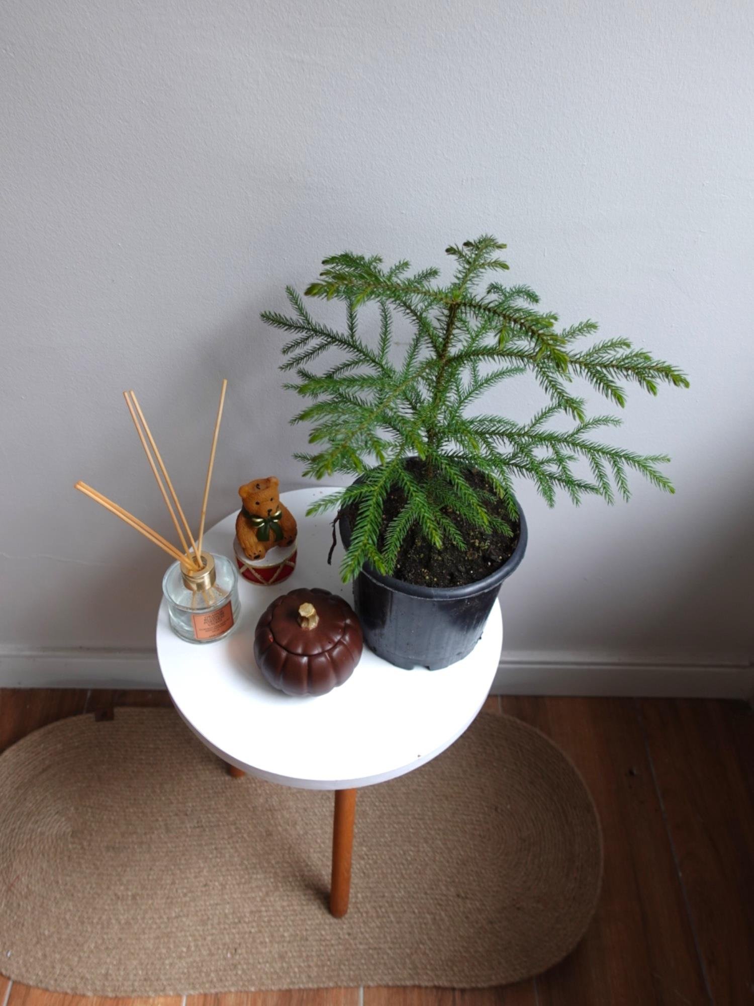 Arokarya Salon Çamı 40-50 Cm (Araucaria Heterophylla) Masa Boy
