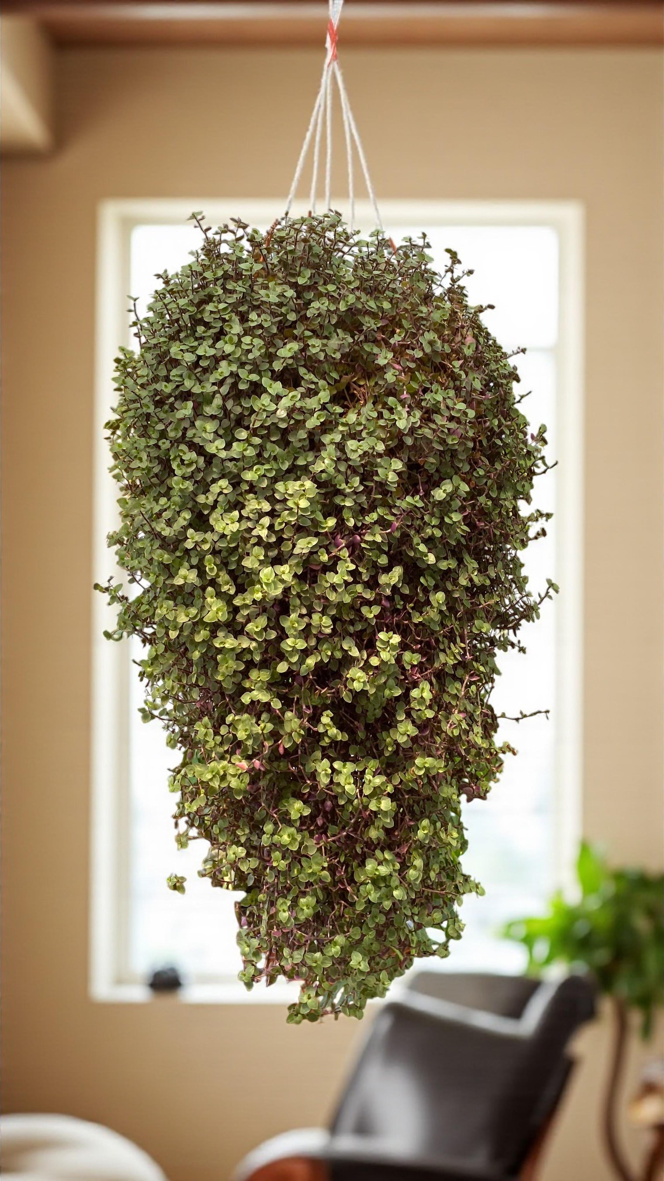 Askılı Arap Saçı-Callisia Repens Sarkan Bitki