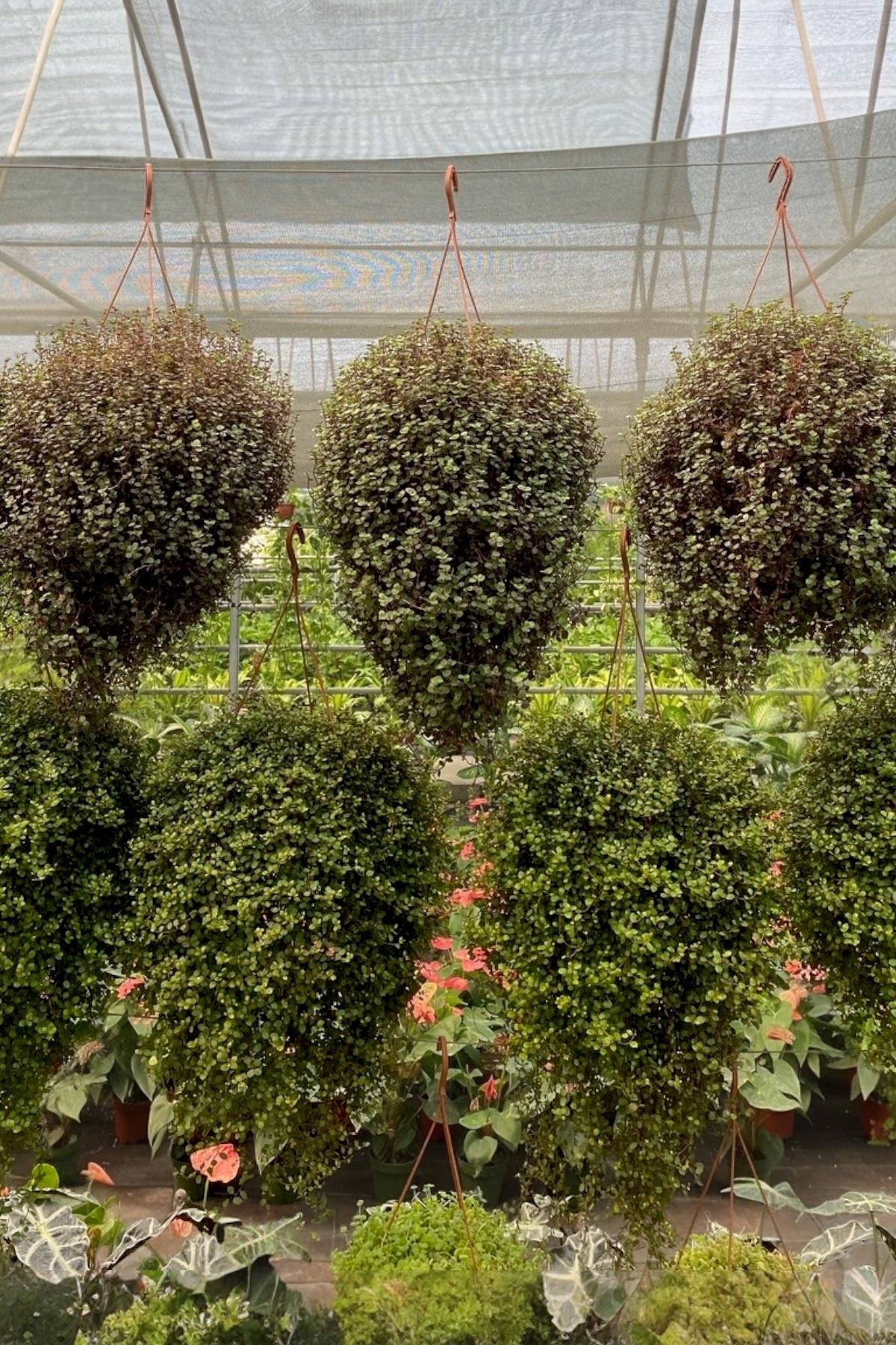 Askılı Arap Saçı-Callisia Repens Sarkan Bitki