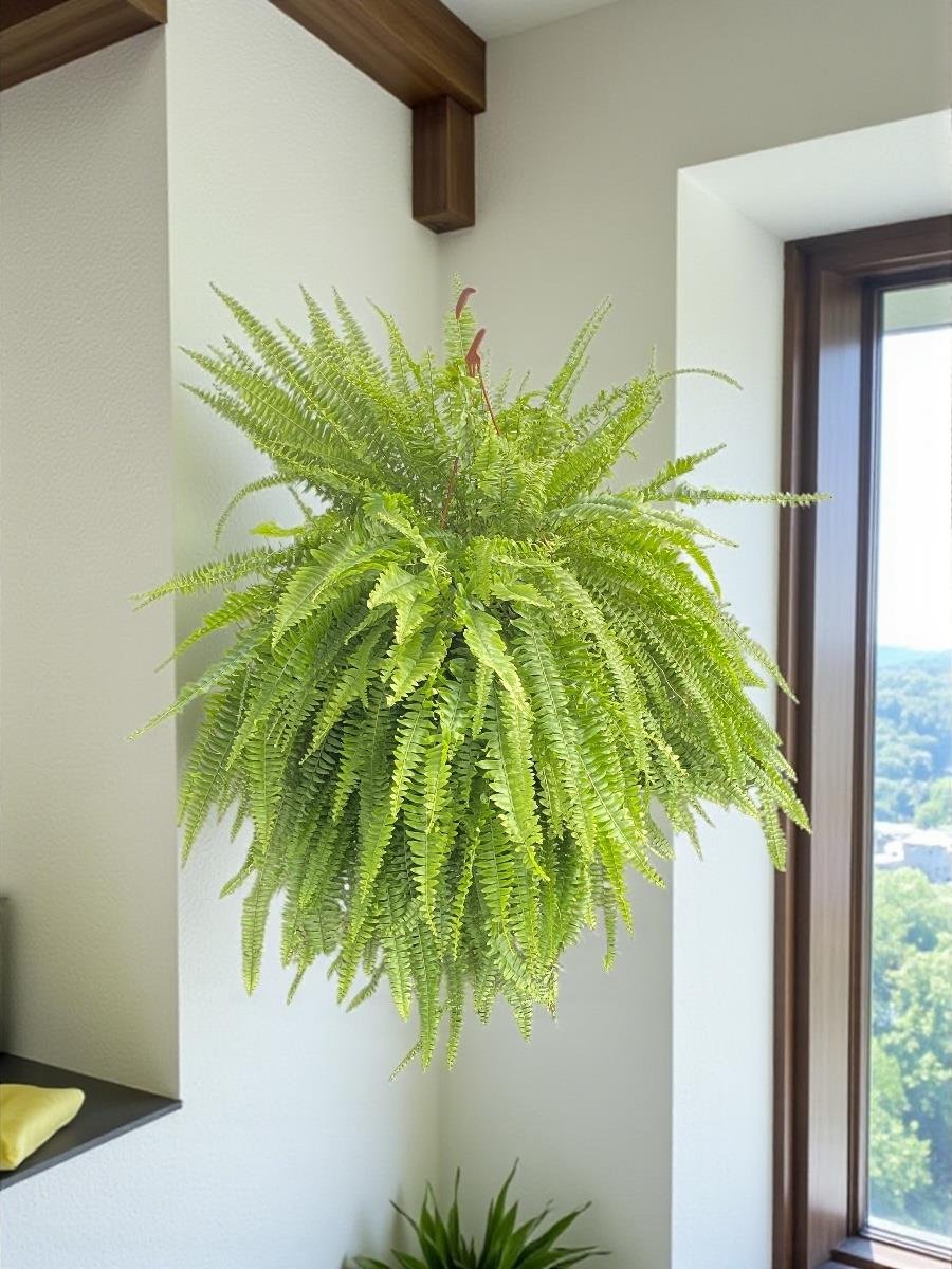 Askılı Fujer - Aşk Merdiveni Dev Boy Dolgun Formlu Panjur Bitkisi 