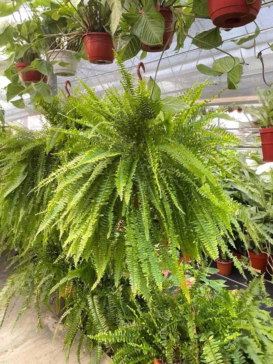 Askılı Fujer - Aşk Merdiveni Dev Boy Dolgun Formlu Panjur Bitkisi 