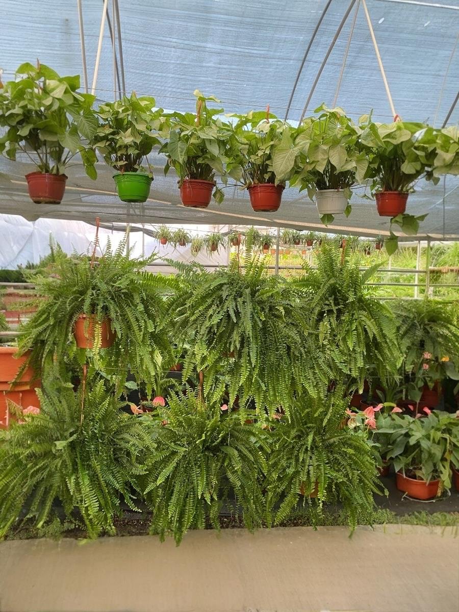 Askılı Fujer - Aşk Merdiveni Dev Boy Dolgun Formlu Panjur Bitkisi 