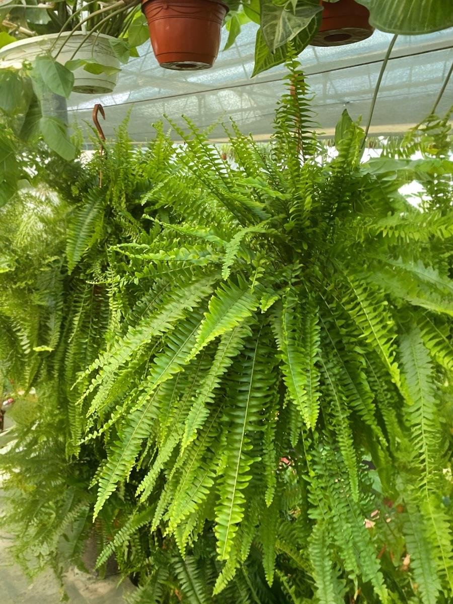 Askılı Fujer - Aşk Merdiveni Dev Boy Dolgun Formlu Panjur Bitkisi 