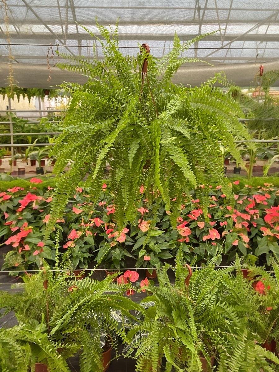 Askılı Fujer - Aşk Merdiveni Panjur Bitkisi