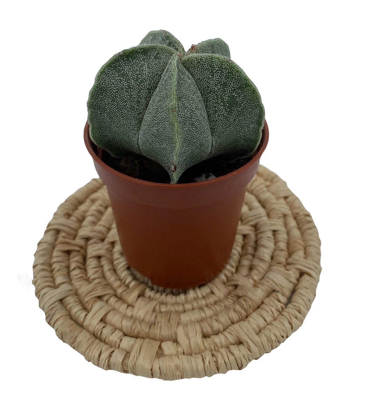 Astrophytum Myriostigma (Kabak)