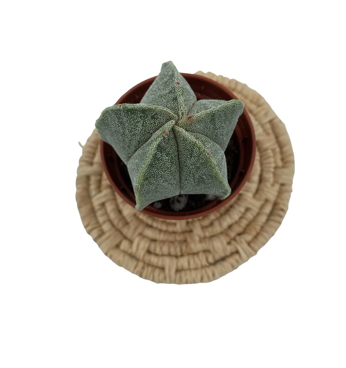 Astrophytum Myriostigma (Kabak)