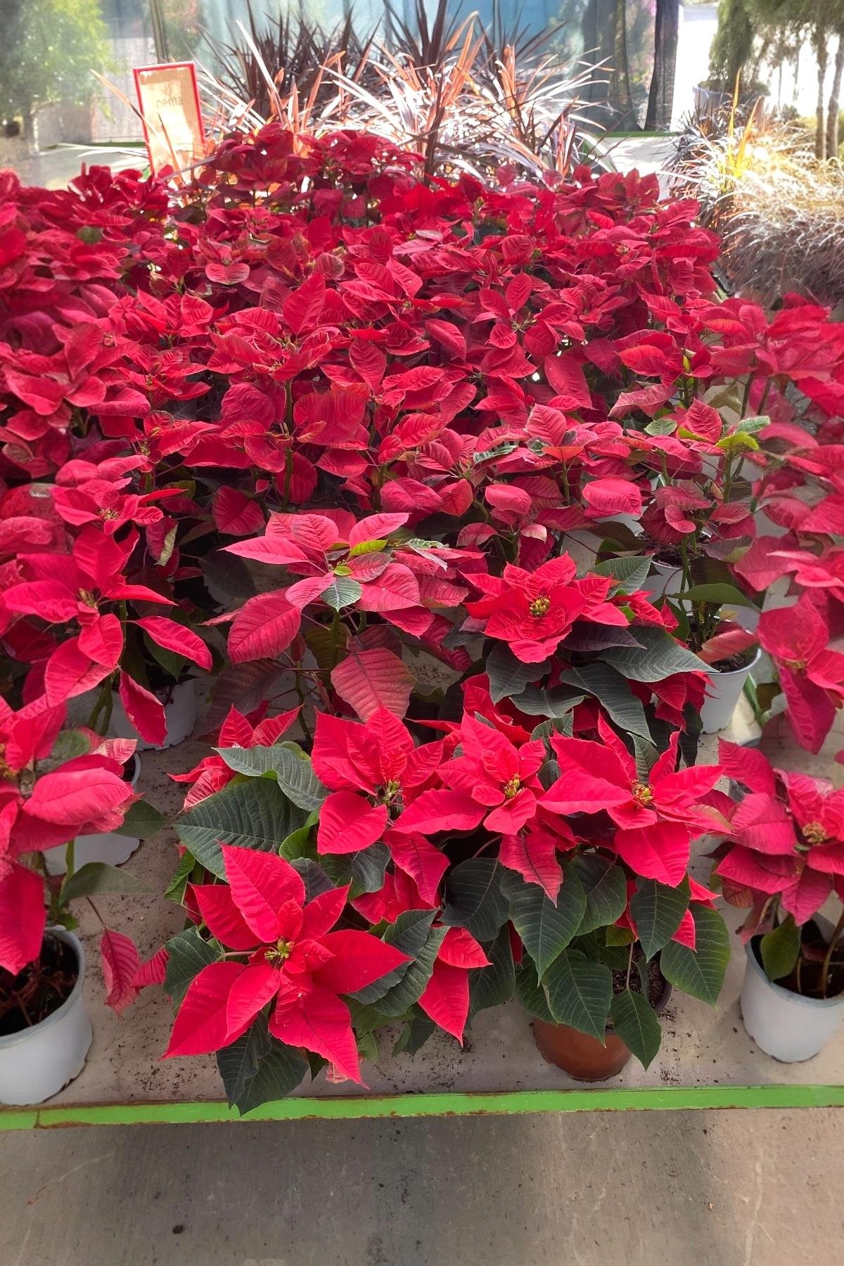 Atatürk Çiçeği Ponsetya - Poinsettia 