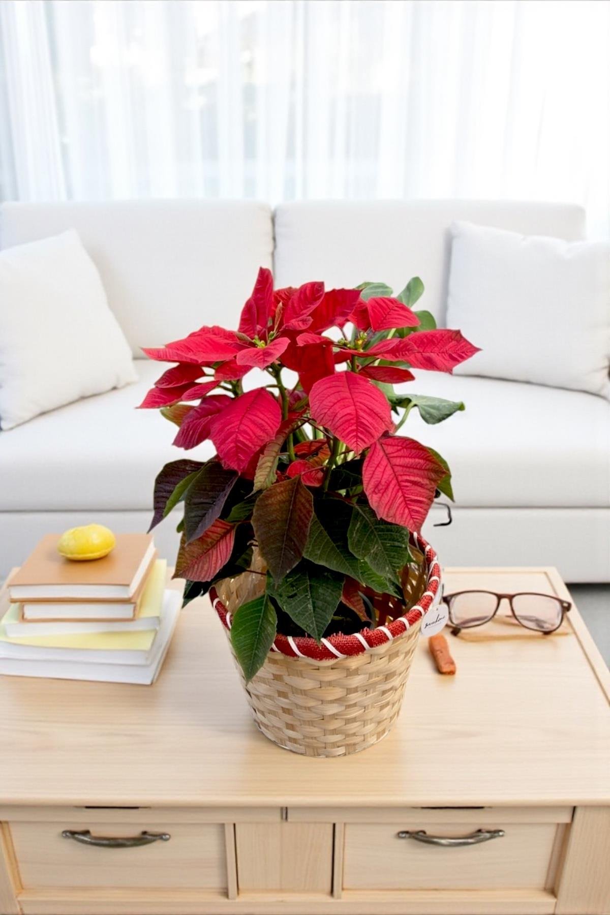 Atatürk Çiçeği Ponsetya - Poinsettia 