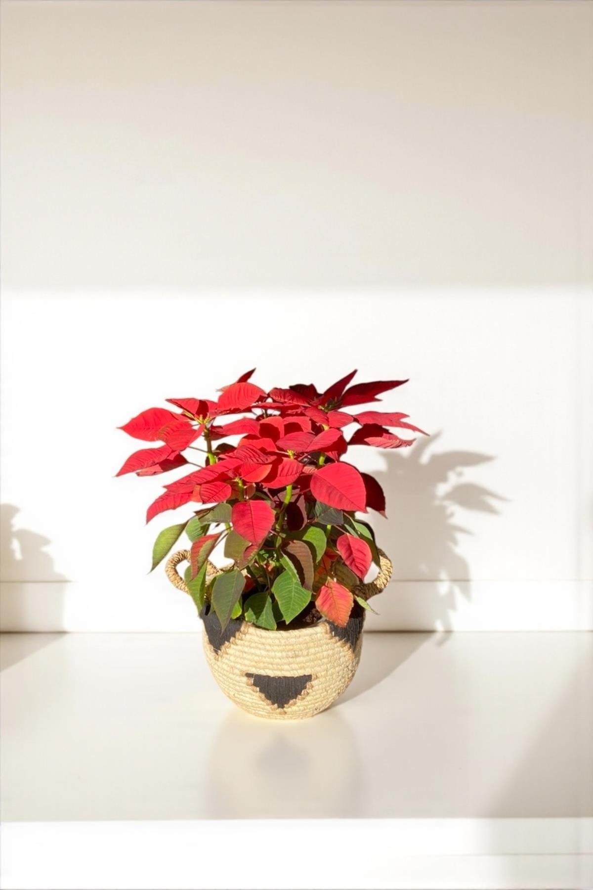 Atatürk Çiçeği Ponsetya - Poinsettia 