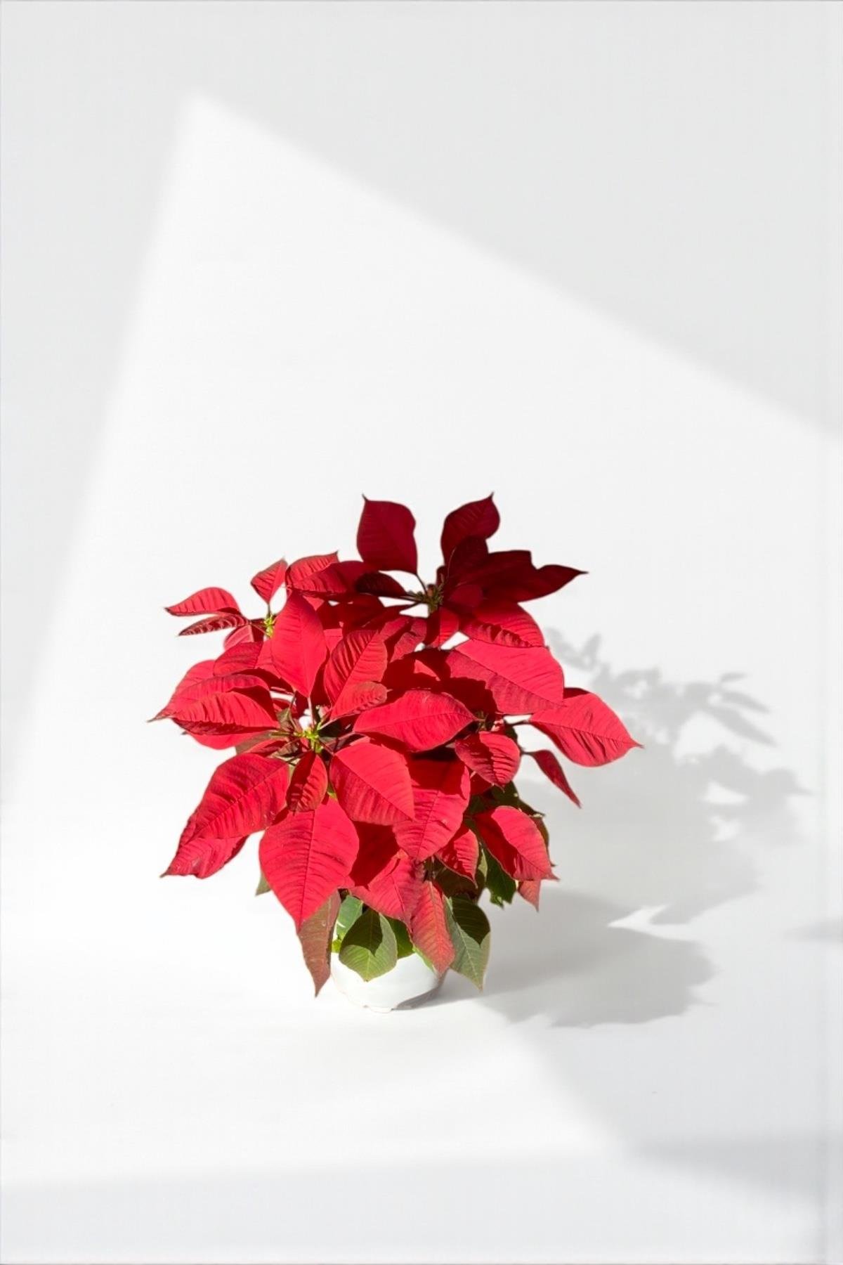 Atatürk Çiçeği Ponsetya - Poinsettia 