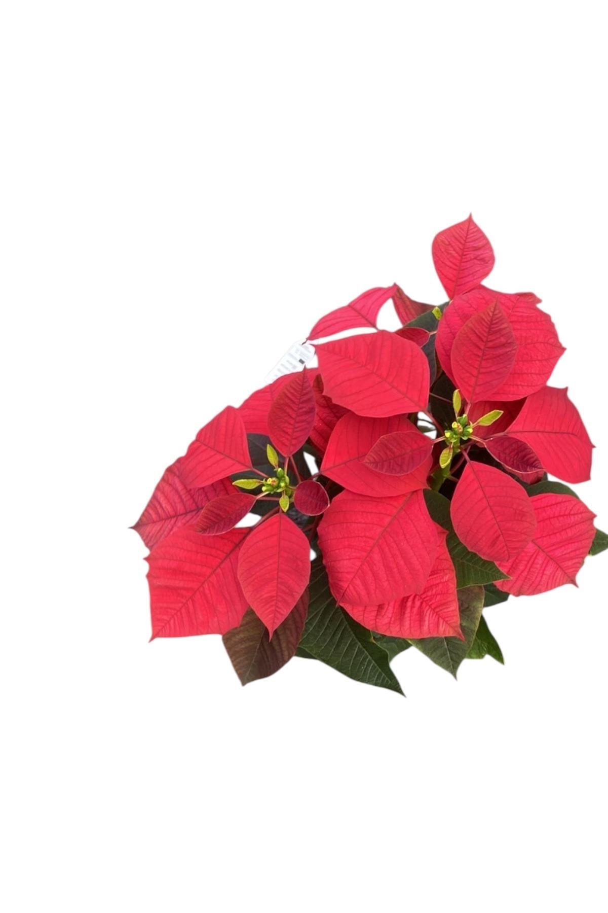 Atatürk Çiçeği Ponsetya - Poinsettia 