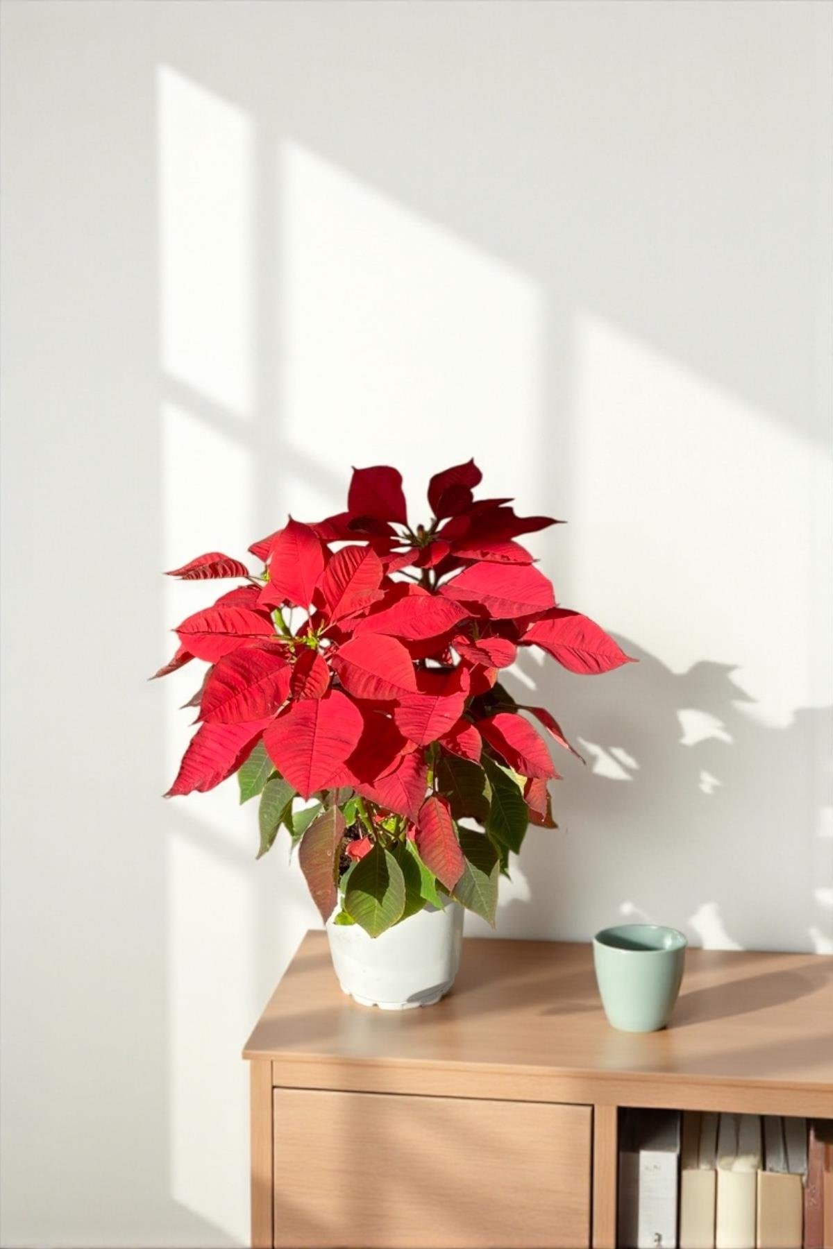 Atatürk Çiçeği Ponsetya - Poinsettia 