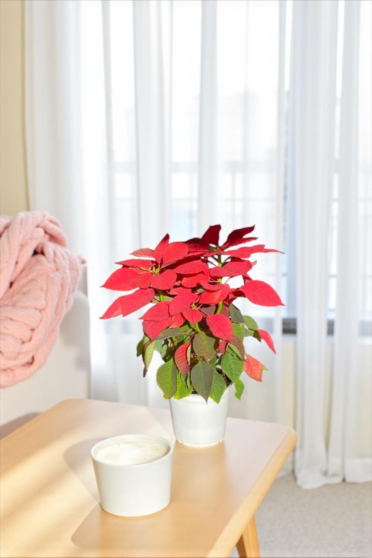 Atatürk Çiçeği Ponsetya - Poinsettia 