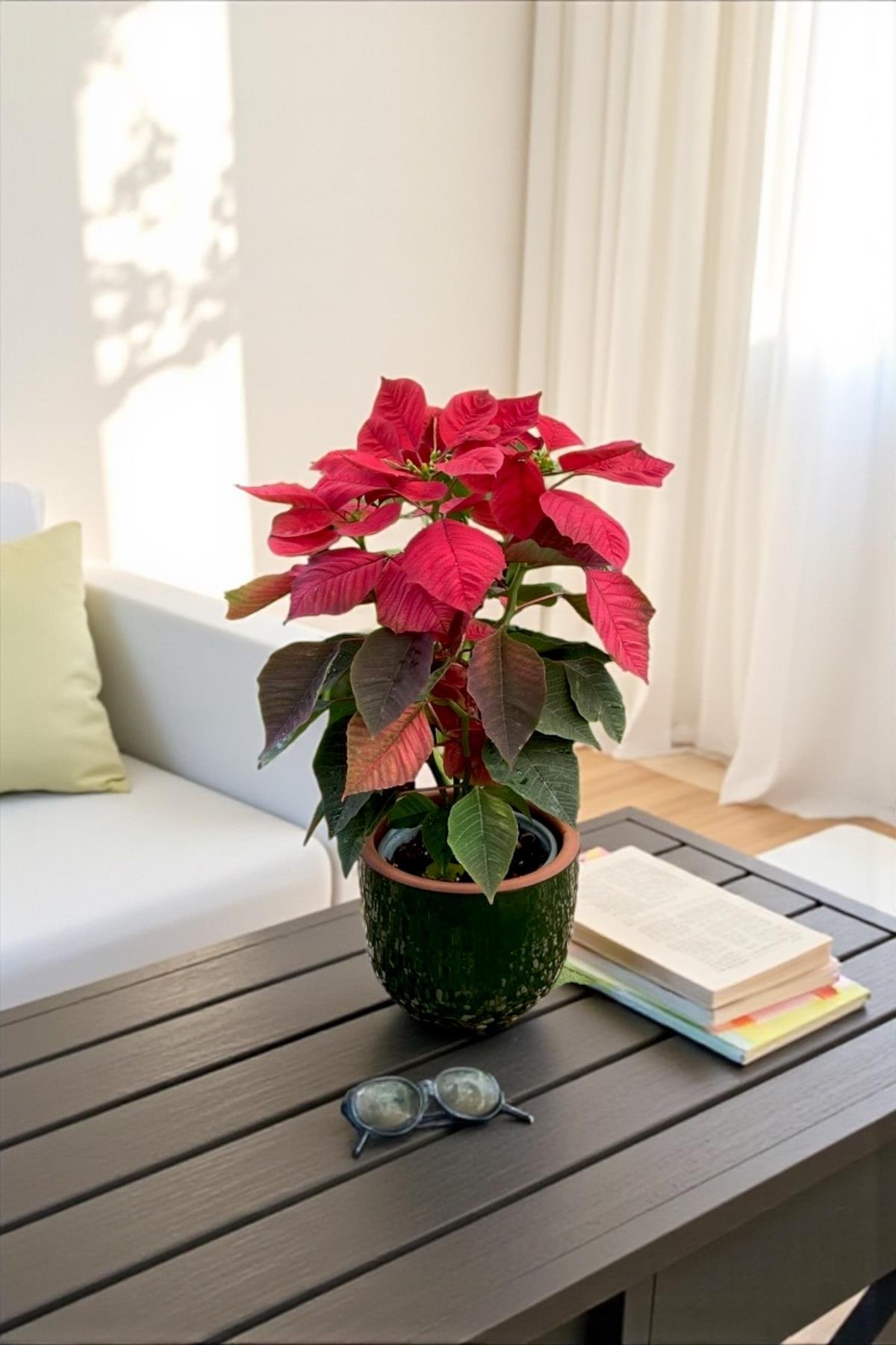 Atatürk Çiçeği Ponsetya - Poinsettia 