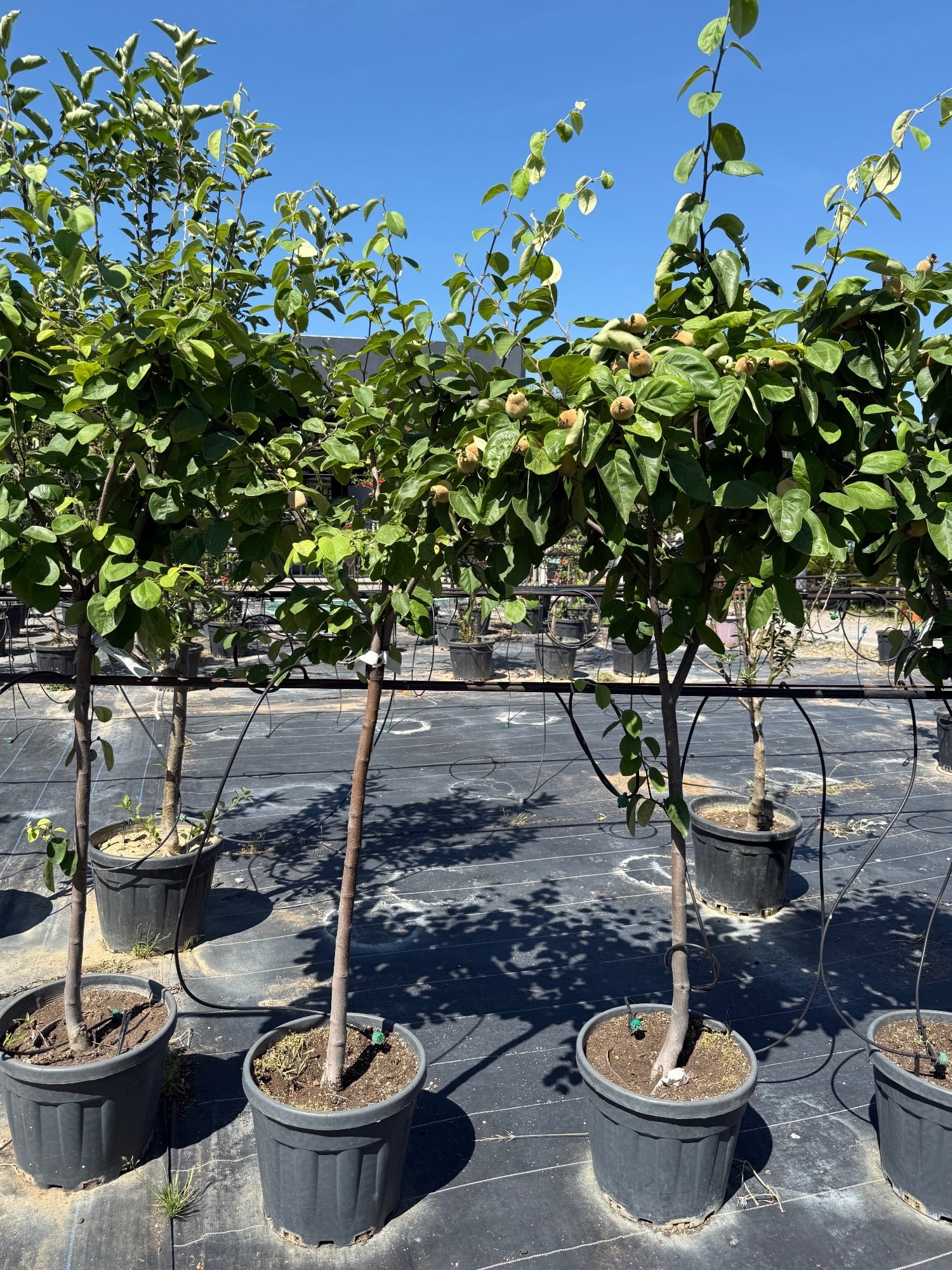 Ayva Ağacı (Cydonia Oblonga) 150-200 cm – Bahçenizin Altın Meyvesi 🌳