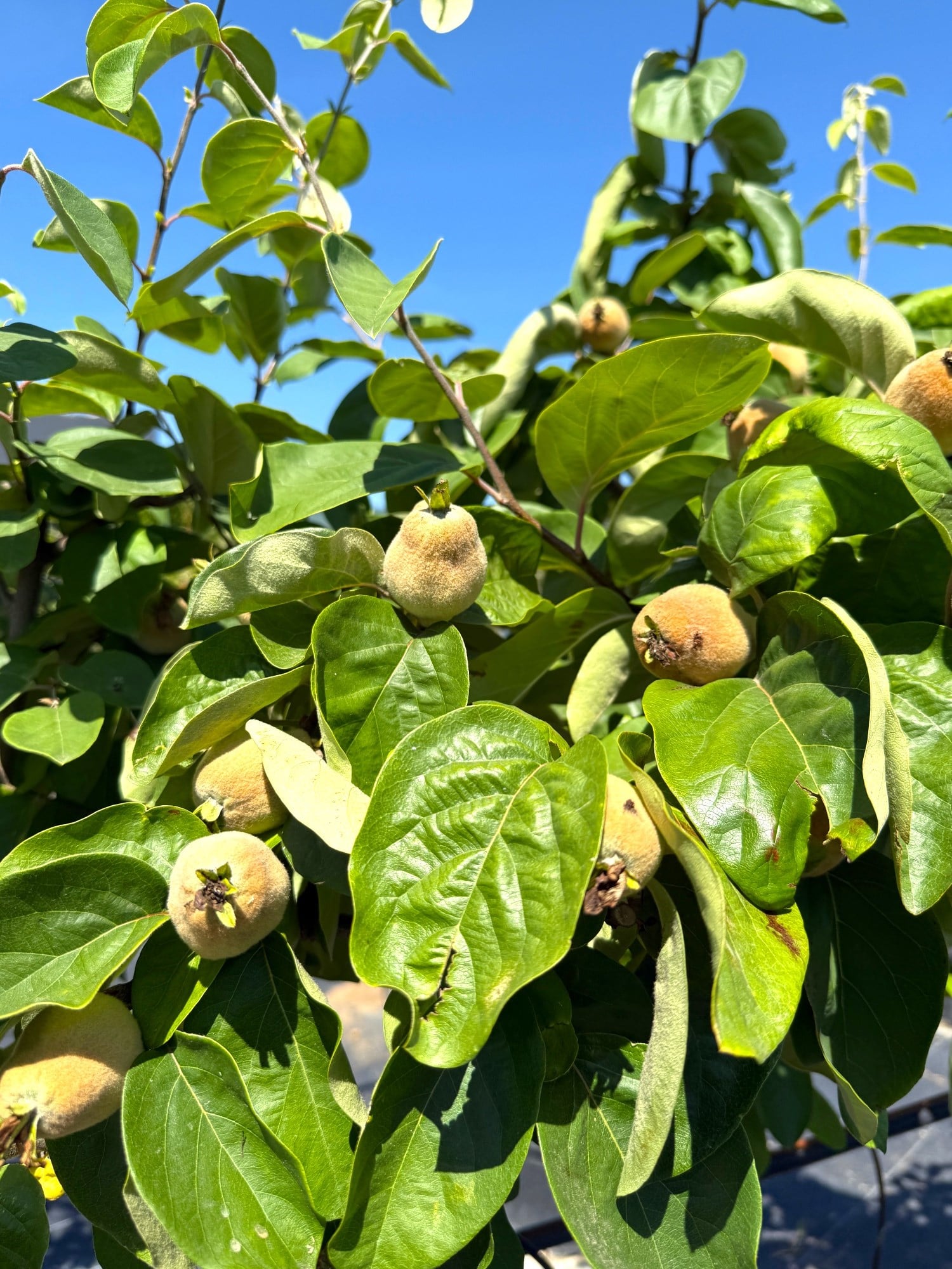 Ayva Ağacı (Cydonia Oblonga) 150-200 cm – Bahçenizin Altın Meyvesi 🌳