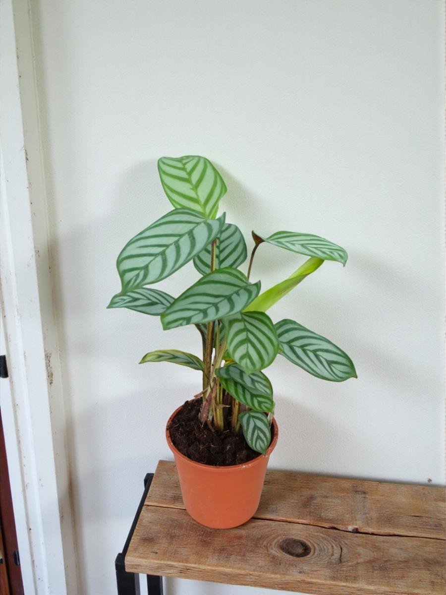 Balık Kılçığı Dua Çiçeği – Ctenanthe Burle Marxii 40 - 50 Cm