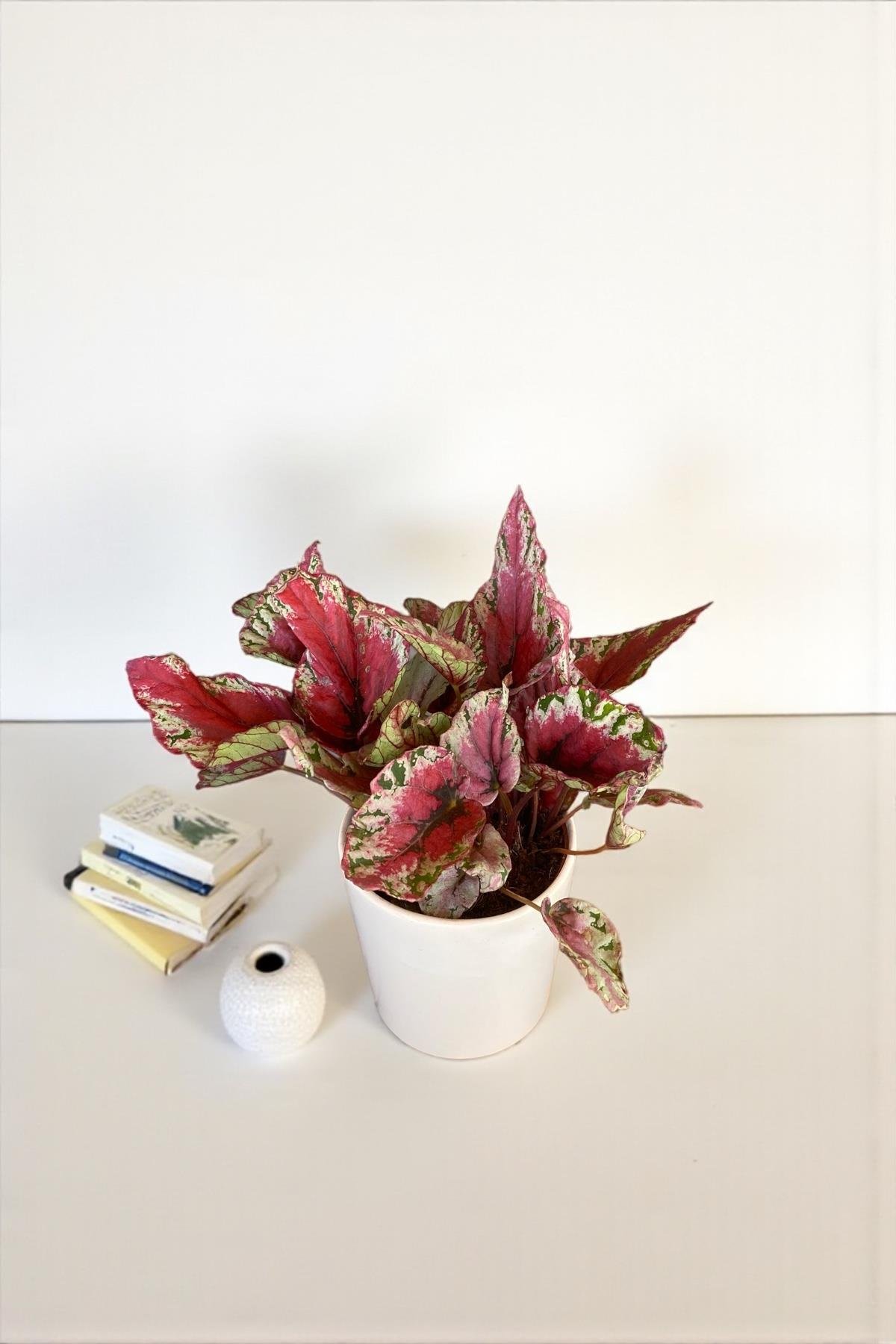 Begonya (Begonia) Rex Yaprak Güzeli