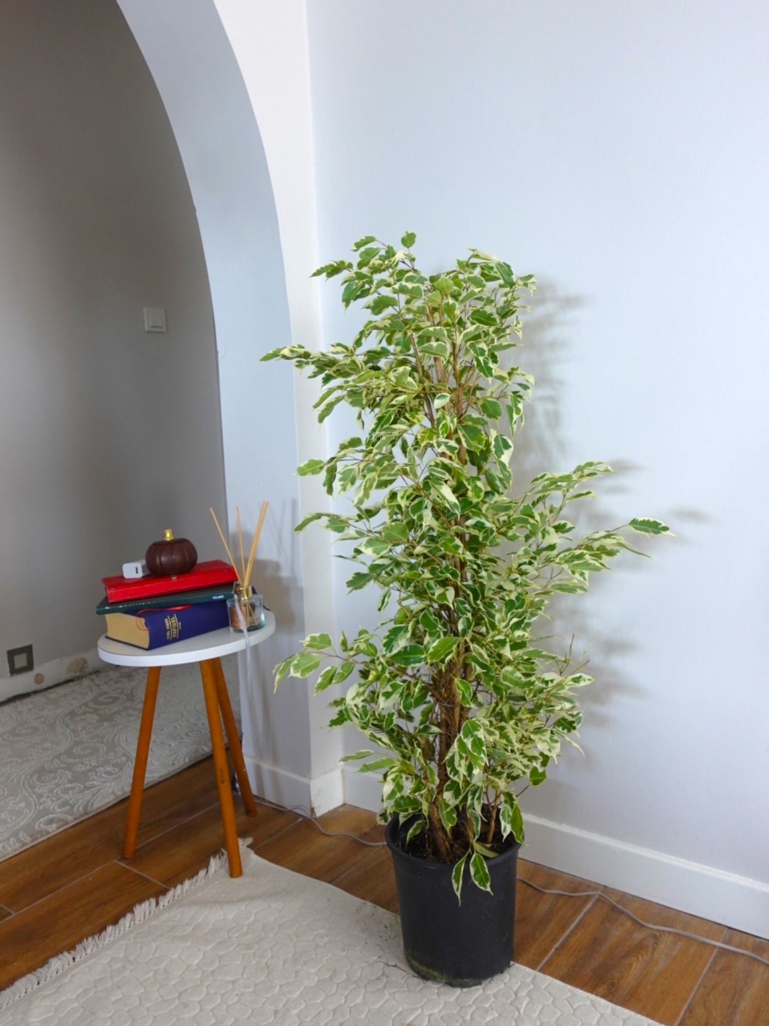 Benjamin Starlight Alacalı 90-100 cm 