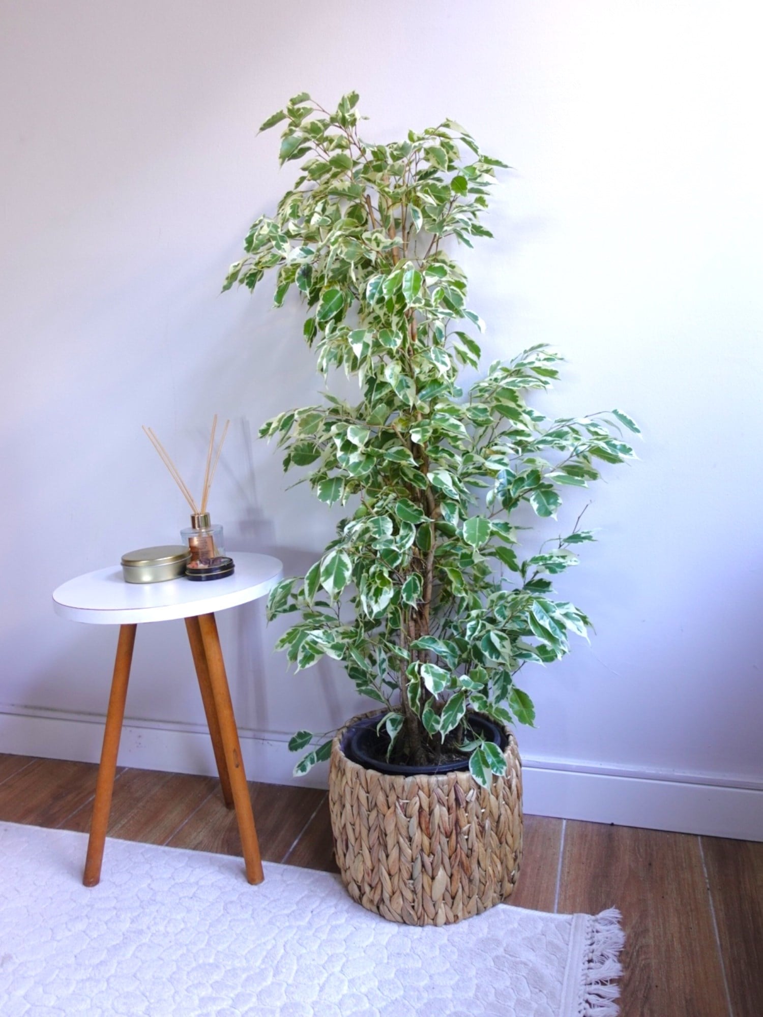 Benjamin Starlight Alacalı 90-100 cm 