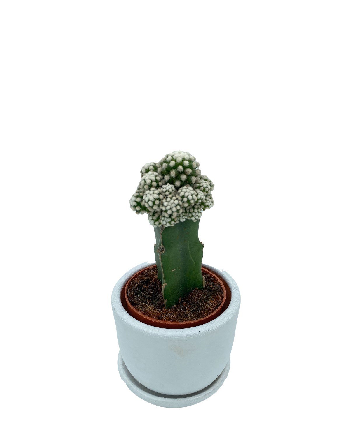 Beyaz Aşılı Kaktüs Mammillaria Gracilis Çap 8.5