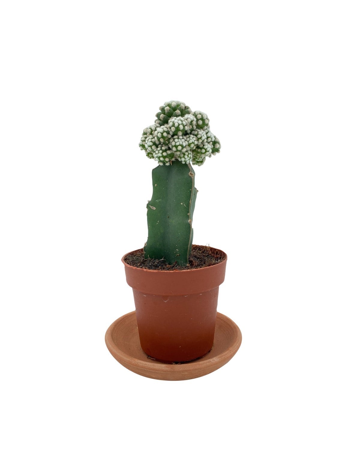 Beyaz Aşılı Kaktüs Mammillaria Gracilis Çap 8.5