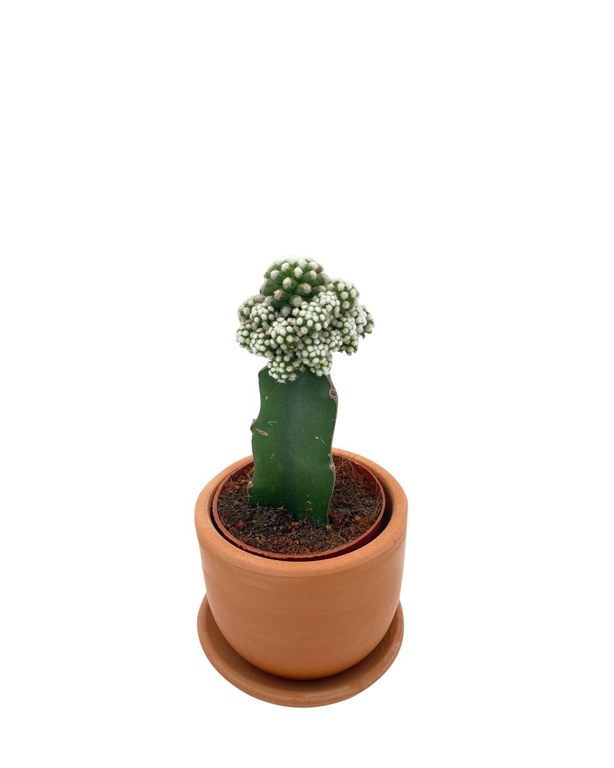 Beyaz Aşılı Kaktüs Mammillaria Gracilis Çap 8.5