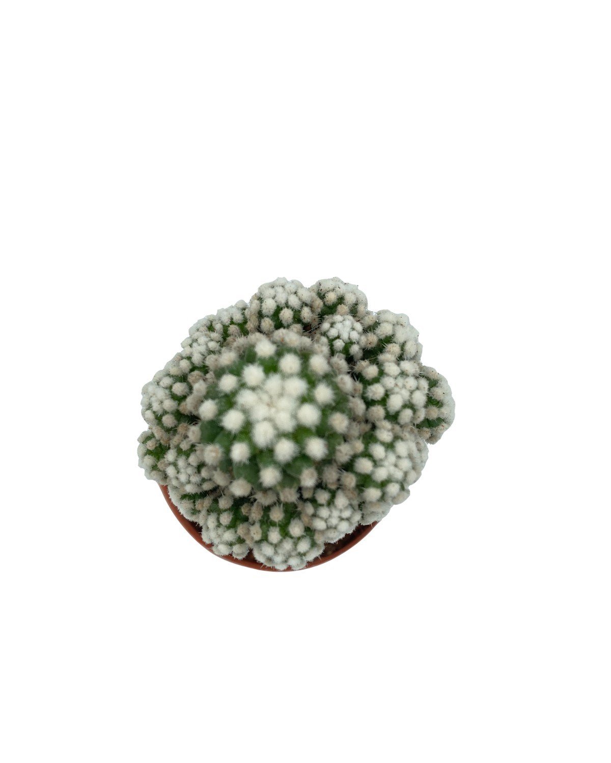 Beyaz Aşılı Kaktüs Mammillaria Gracilis Çap 8.5