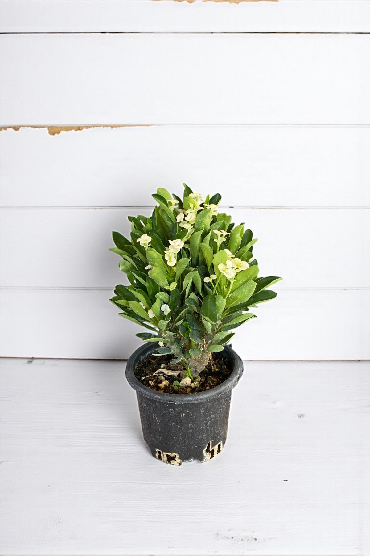 Beyaz Euphorbia Milii (Dikenler Tacı) Çiçeği