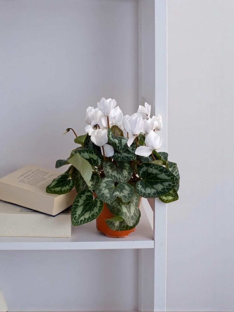 Beyaz Siklamen (Cyclamen) Çiçeği Canlı Fırfırlı Bitki 