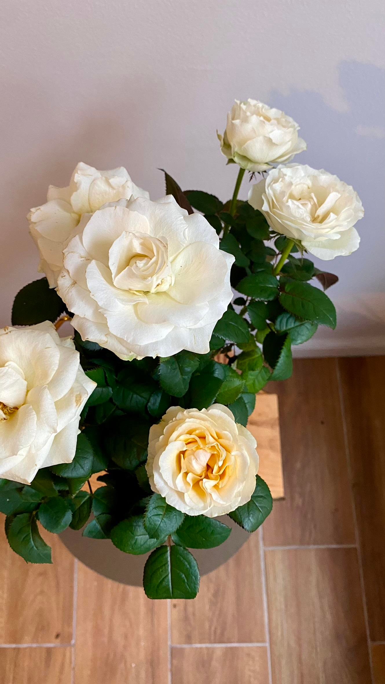 Beyaz-Yediveren Bodur Gül 