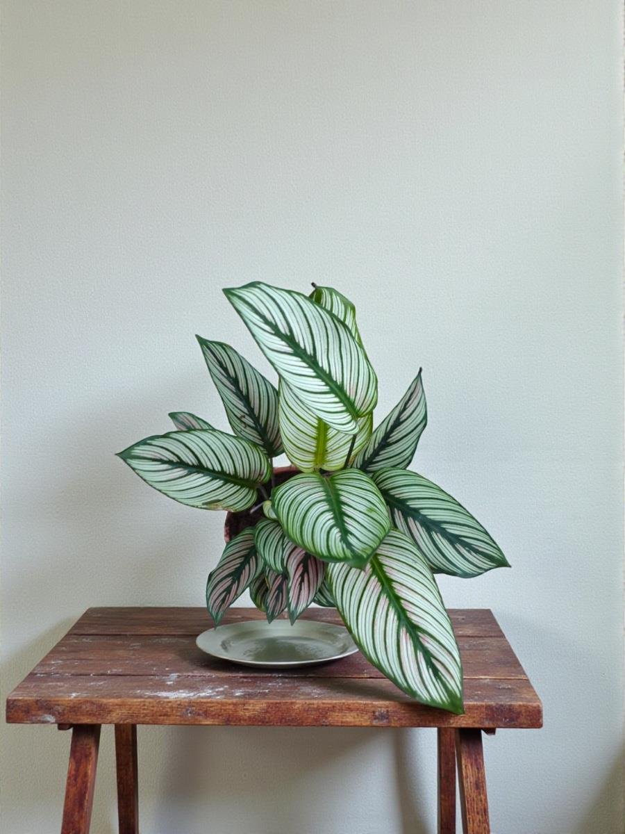 Beyaz Yıldız Dua Çiçeği – Calathea Majestica Whitestar (Geniş Yapraklı)