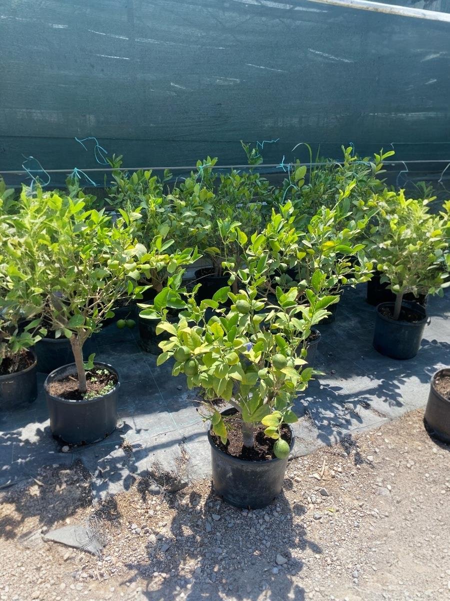 Bodur Limon Ağacı Bol Meyveli