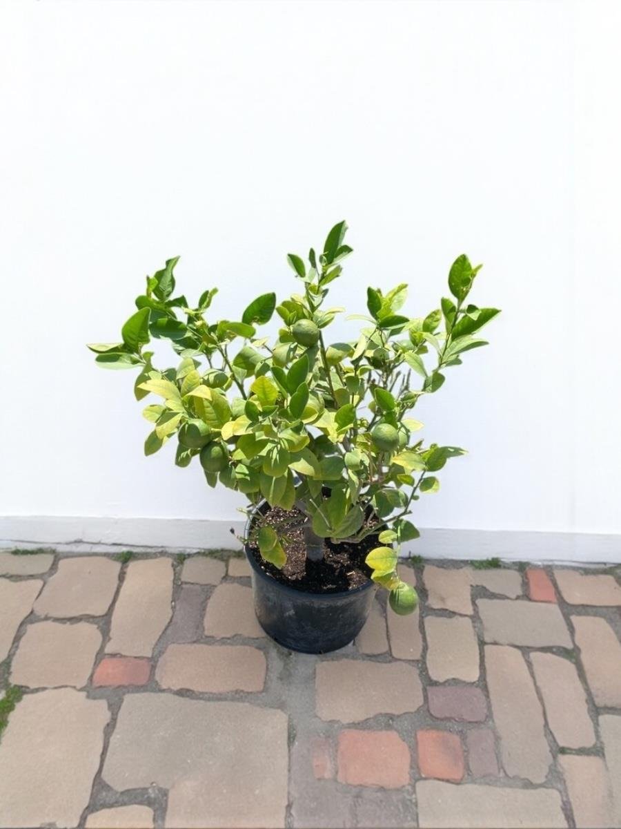 Bodur Limon Ağacı Bol Meyveli