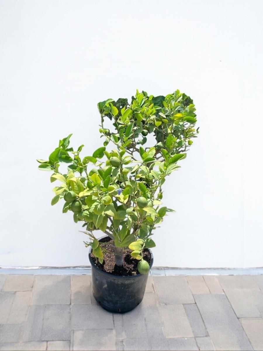 Bodur Limon Ağacı Bol Meyveli