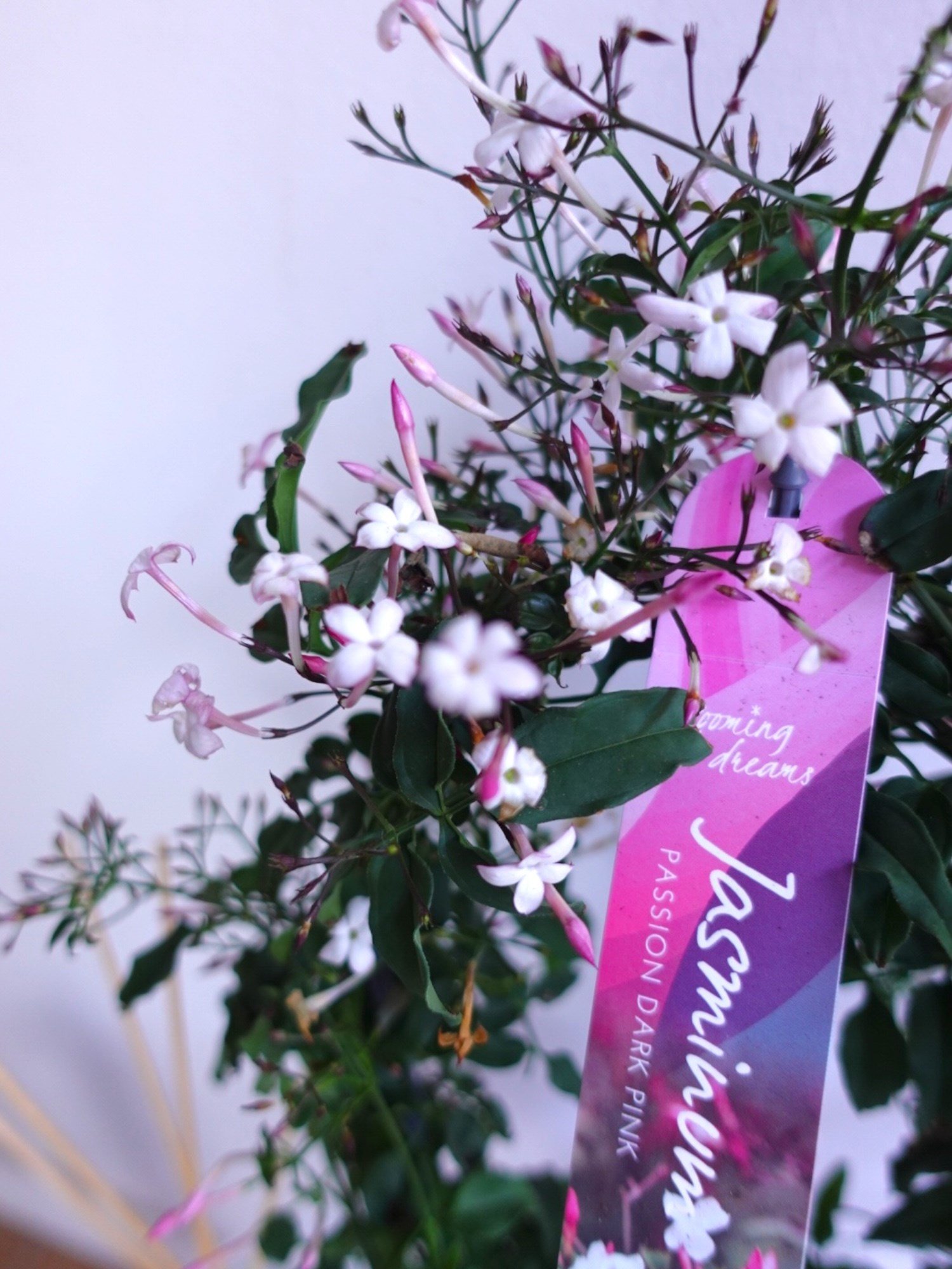 Bol Kokulu ve Çiçekli Jasminum Passion Dark Pink Kış Yasemini 