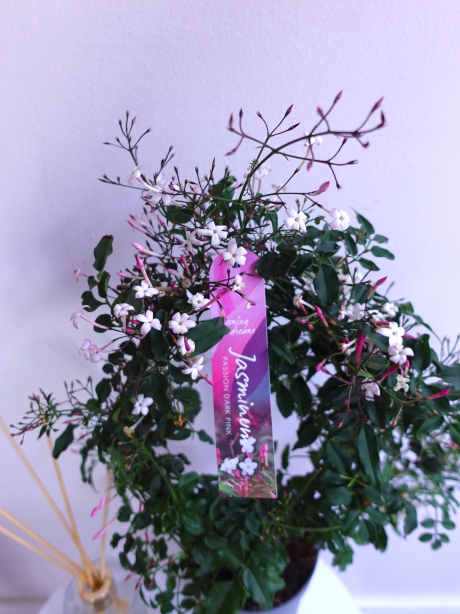 Bol Kokulu ve Çiçekli Jasminum Passion Dark Pink Kış Yasemini 