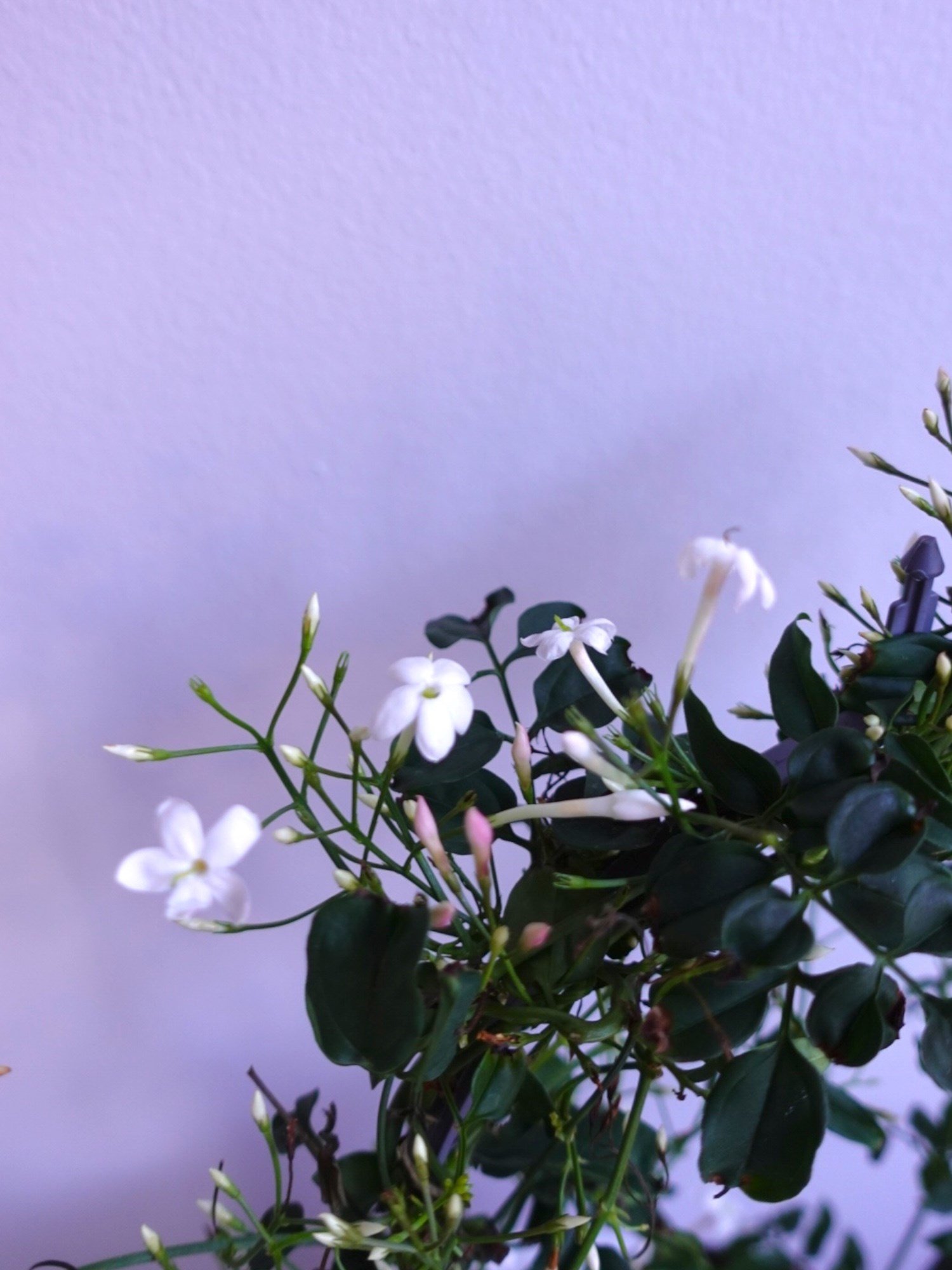 Bol Kokulu ve Çiçekli Jasminum Polyanthum Kış Yasemini (Ada Yasemini)