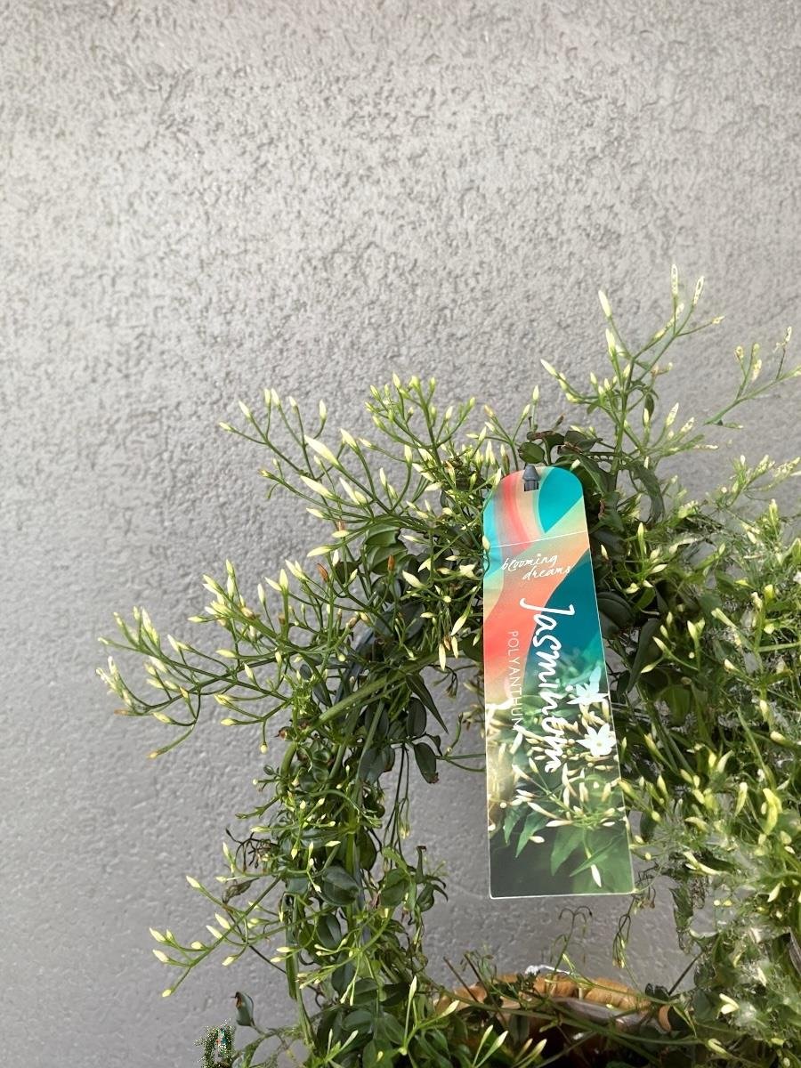 Bol Kokulu ve Çiçekli Jasminum Polyanthum Kış Yasemini (Ada Yasemini)