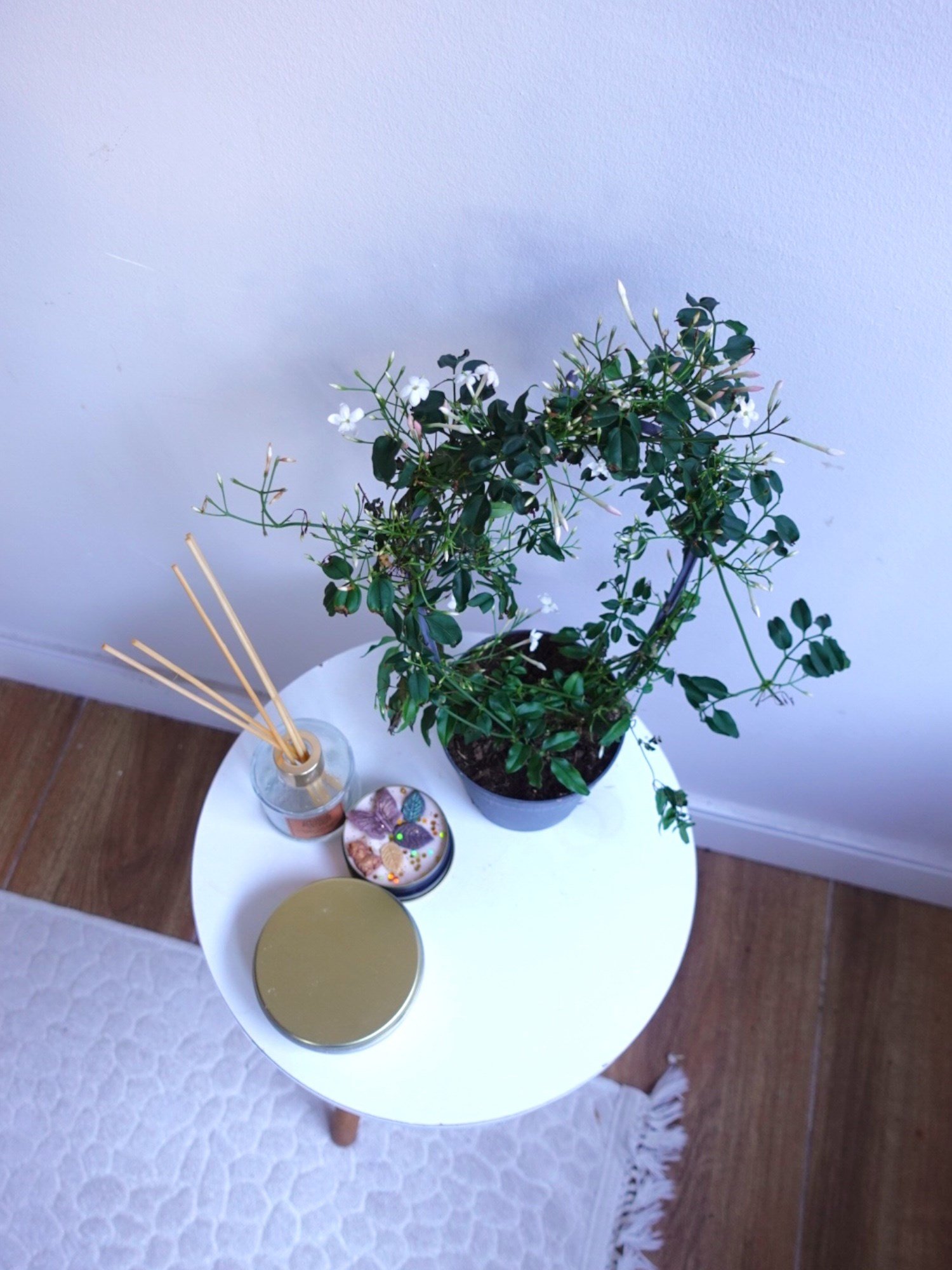 Bol Kokulu ve Çiçekli Jasminum Polyanthum Kış Yasemini (Ada Yasemini)