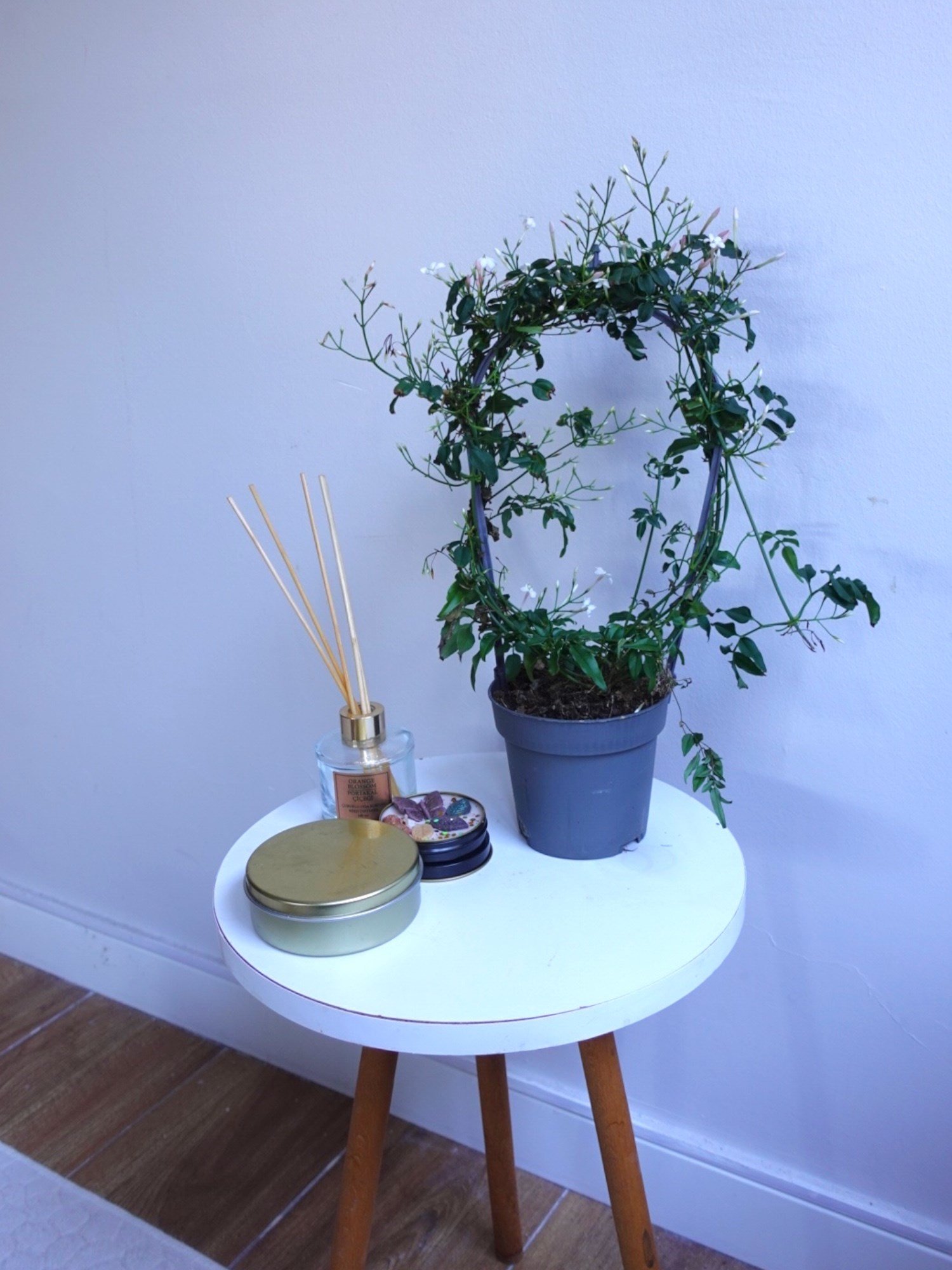 Bol Kokulu ve Çiçekli Jasminum Polyanthum Kış Yasemini (Ada Yasemini)