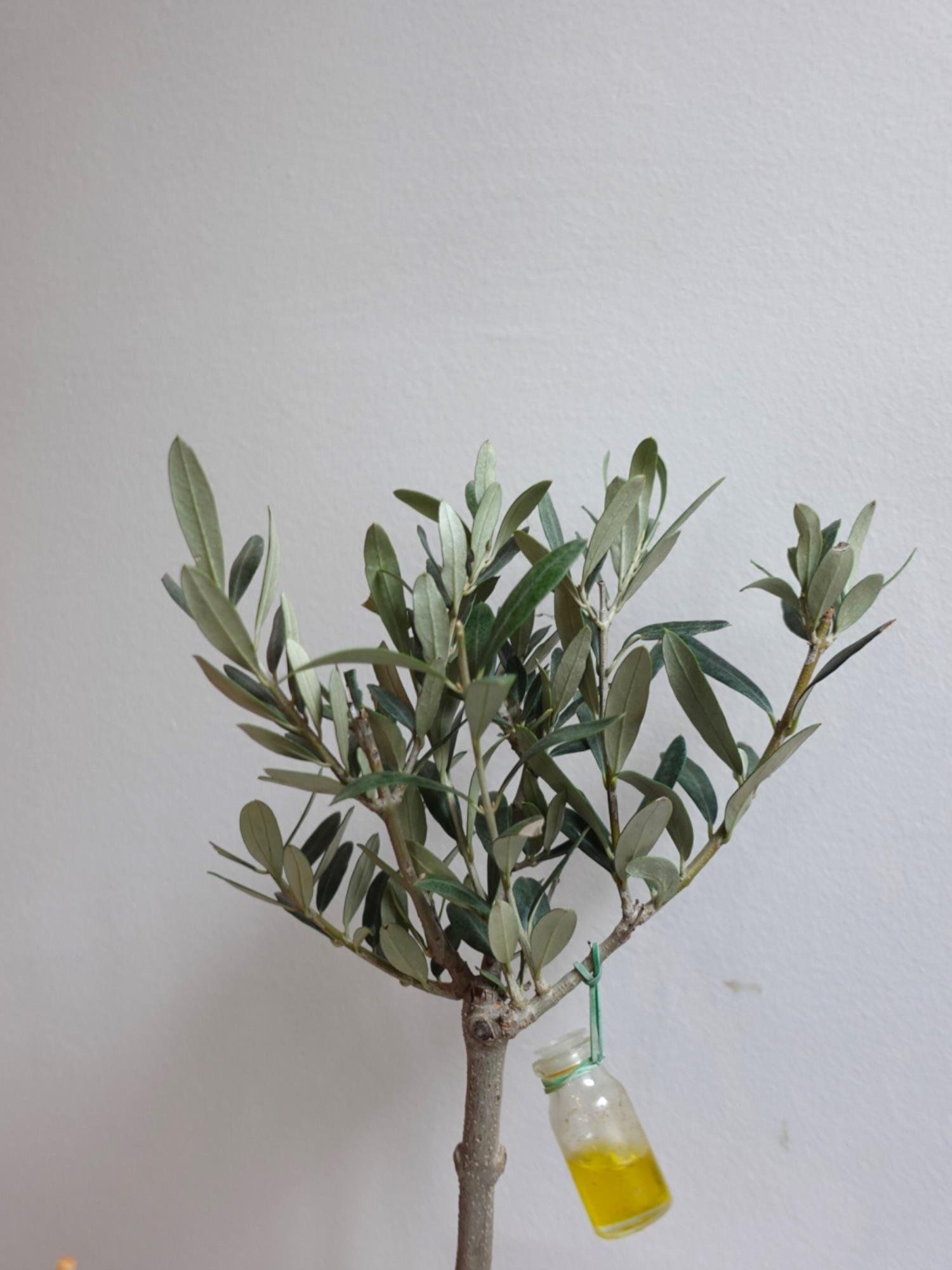 Bonsai Zeytin Ağacı – Aşkın ve Sonsuzluğun Canlı Simgesi 🌿