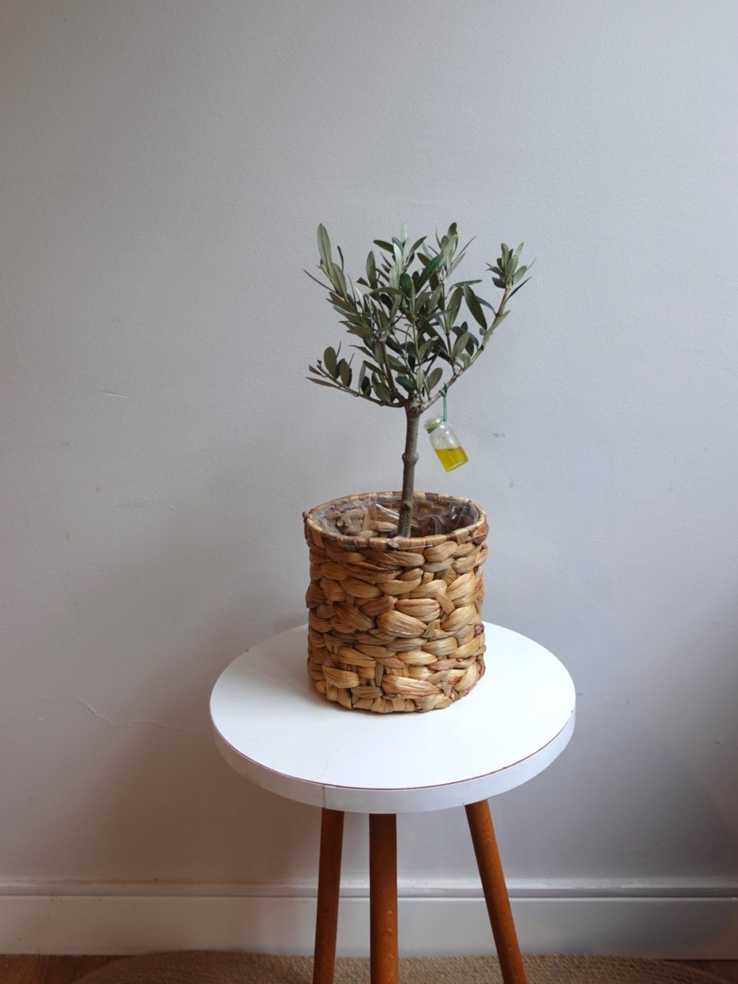 Bonsai Zeytin Ağacı – Aşkın ve Sonsuzluğun Canlı Simgesi 🌿