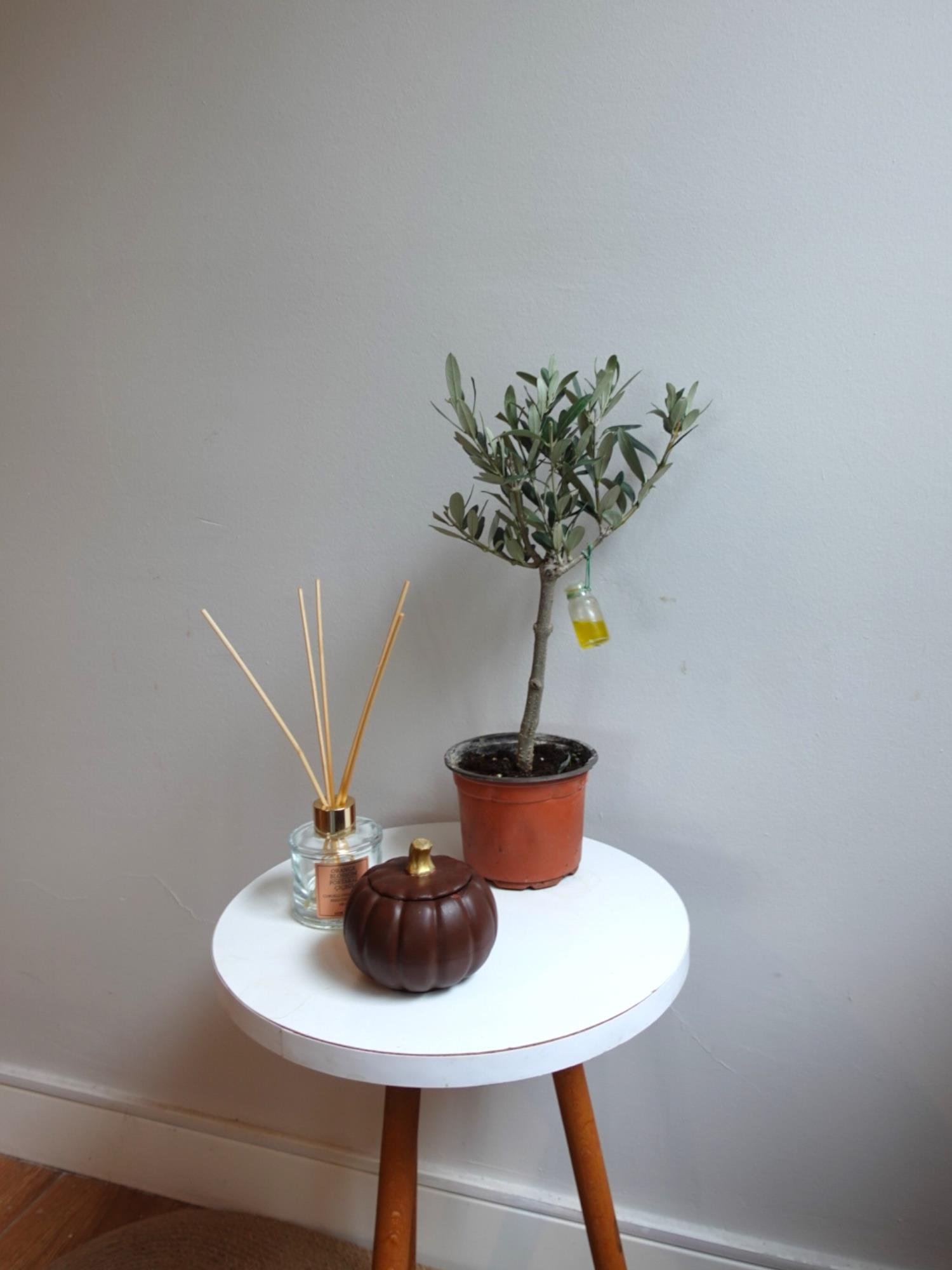 Bonsai Zeytin Ağacı – Aşkın ve Sonsuzluğun Canlı Simgesi 🌿