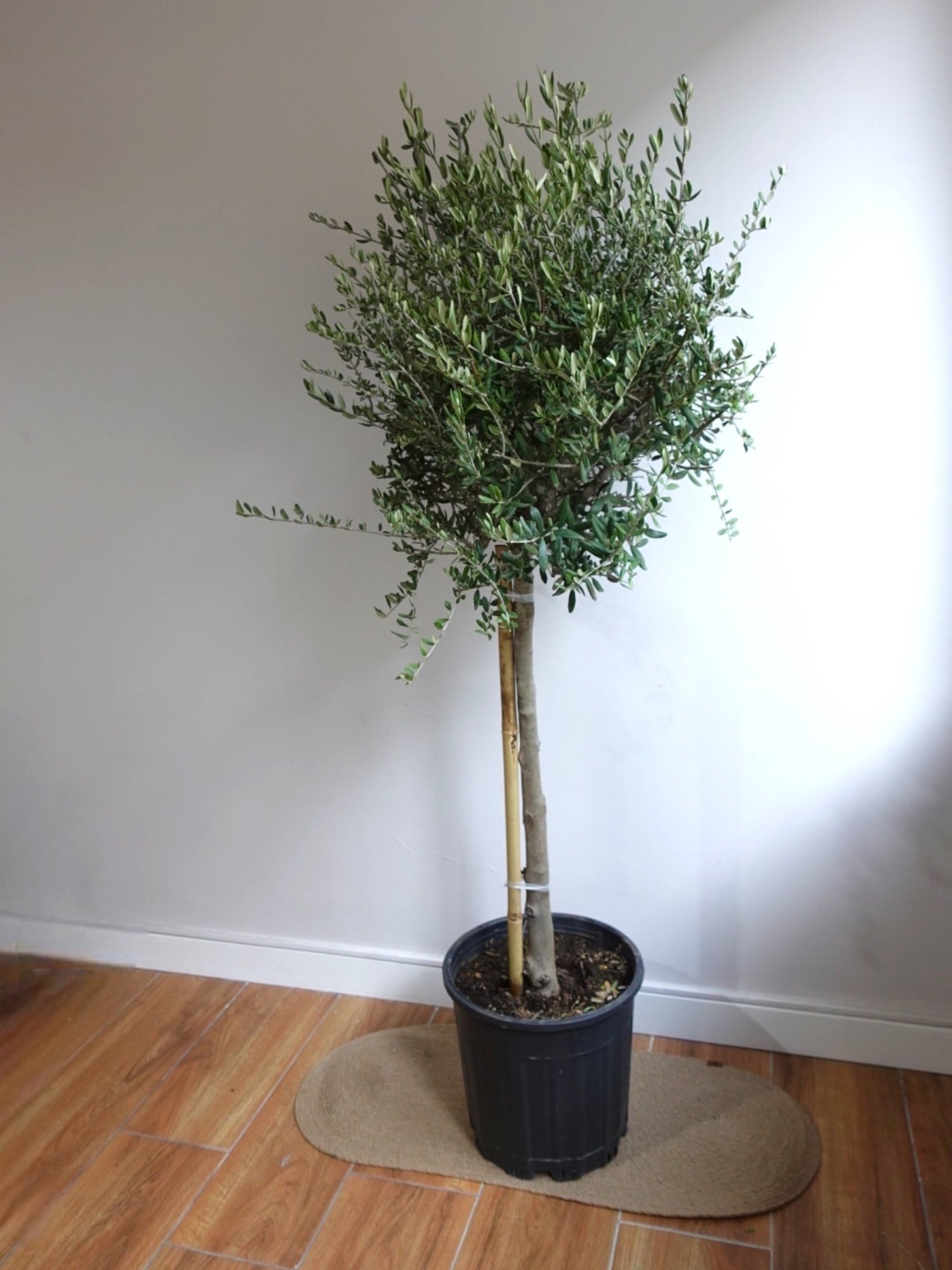 Bonsai Zeytin Ağacı XL – Aşkın ve Sonsuzluğun Canlı Simgesi 🌿